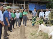 Đồng chí Nguyễn Nam Phương- Bí thư Đảng ủy xã Nghĩa Mai thăm các mô hình kinh tế, kiểm tra tiến độ xóa nhà tạm